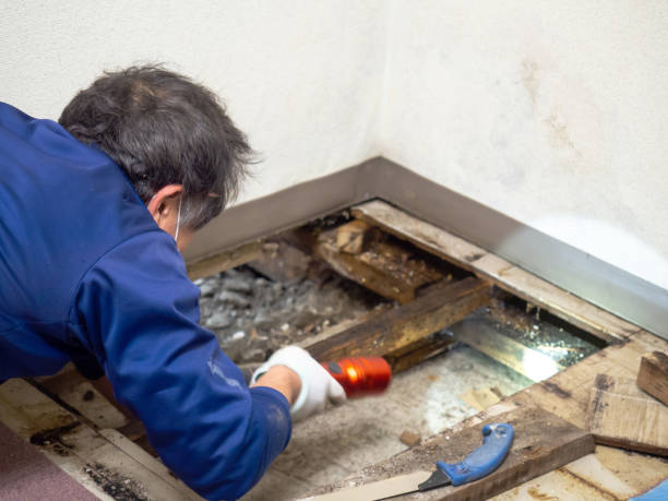 Best DIY Mold Remediation Support Services in Muskegon Heights, MI