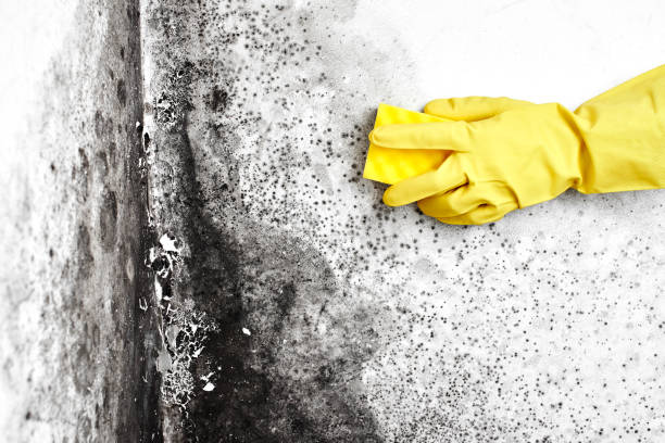 Best HVAC Mold Remediation in Muskegon Heights, MI