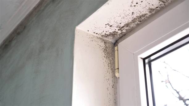 Trusted Muskegon Heights, MI Mold Remediation Experts