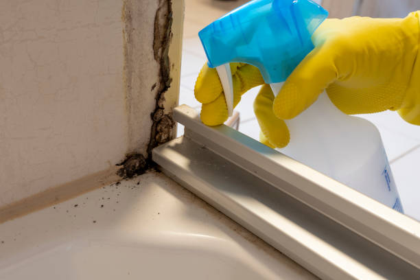 Best Basement Mold Remediation in Muskegon Heights, MI
