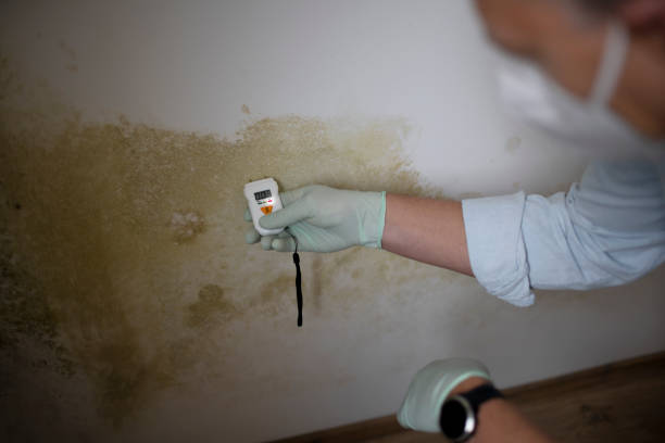 Best Mold Remediation for Schools in Muskegon Heights, MI