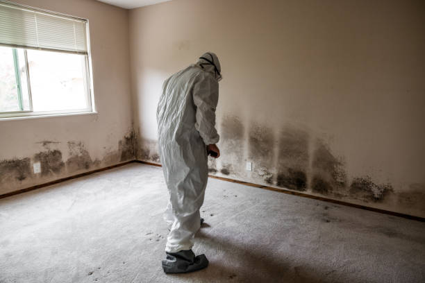 Best Post-Flood Mold Remediation in Muskegon Heights, MI