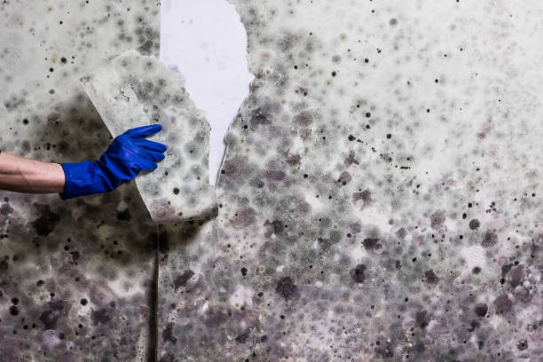 Best Bathroom Mold Remediation in Muskegon Heights, MI